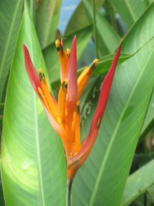 Heliconia psittacorum
