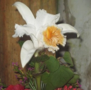 Large White Orchid that blooms one day only