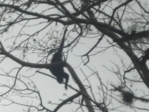Silouette of Howler Monkey