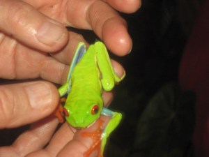 Red Eyed Tree Frog in Nicaragua