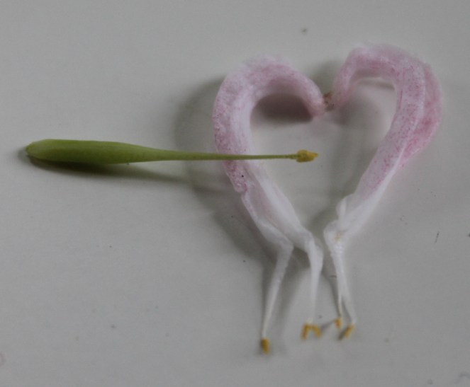 Bleeding Heart with stake