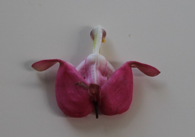 Bleeding Heart Girl in Dress